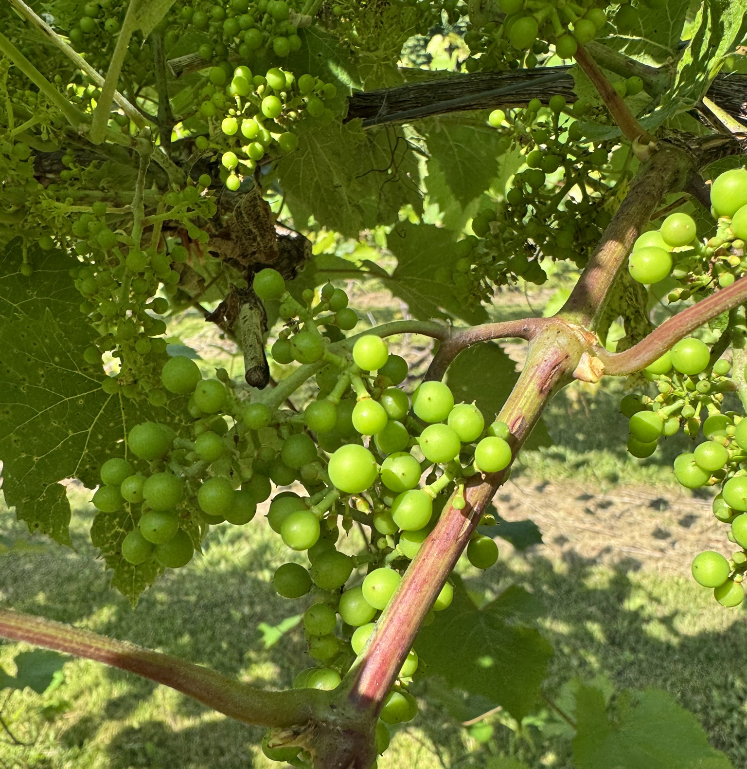 Petite Pearl grapes at fruit set .
